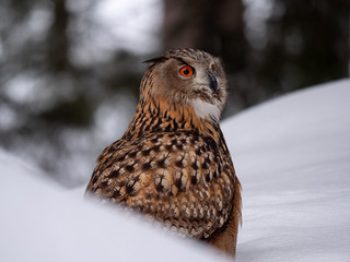 Eurasian eagle-owl (Bubo Bubo) in snowy fores. Eurasian eagle owl sitting on snowy ground. Owl portrait.