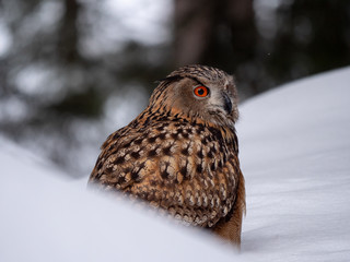 Eurasian eagle-owl (Bubo Bubo) in snowy fores. Eurasian eagle owl sitting on snowy ground. Owl portrait.