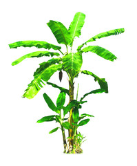 Fototapeta premium Banana tree isolated on white background with clipping paths for garden design.