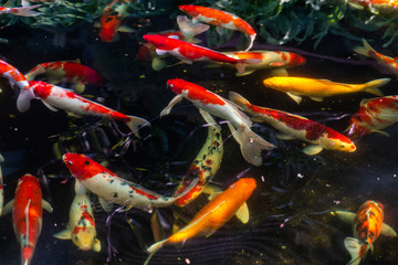 Koi swimming in a water garden,fancy carp fish,koi fishes,Koi Fish swim in pond. Fancy Carp or Koi Fish.