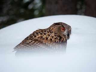 Eurasian eagle-owl (Bubo Bubo) in snowy fores. Eurasian eagle owl sitting on snowy ground. Owl portrait.