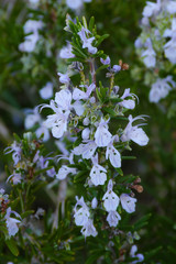 Pianta di rosmarino (Rosmarinus officinalis) in fiore