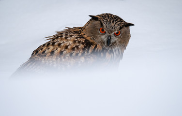 Eurasian eagle-owl (Bubo Bubo) in snowy fores. Eurasian eagle owl sitting on snowy ground. Owl portrait.