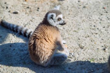 lemur at zoo. life in custody