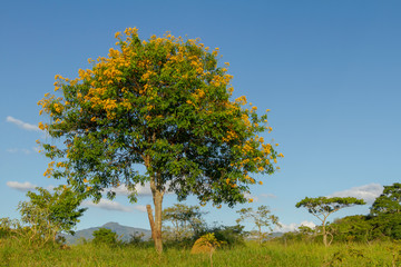 Árvore ipê-mirim em área rural de Guarani, Minas Gerais, Brasil