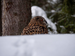 Eurasian eagle-owl (Bubo Bubo) in snowy fores. Eurasian eagle owl sitting on snowy ground. Owl portrait.
