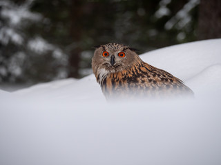 Eurasian eagle-owl (Bubo Bubo) in snowy fores. Eurasian eagle owl sitting on snowy ground. Owl portrait.
