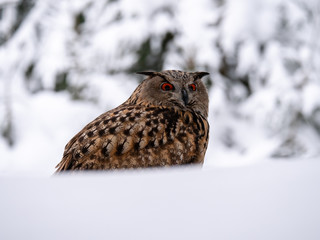 Eurasian eagle-owl (Bubo Bubo) in snowy fores. Eurasian eagle owl sitting on snowy ground. Owl portrait.