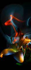 Flower and bud, pistil and stamens of white lily painted by multicolored light on a colorful background, improvisation with blue, lilac and white light on a black background