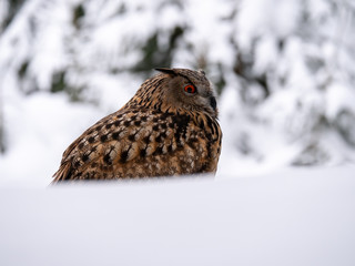 Eurasian eagle-owl (Bubo Bubo) in snowy fores. Eurasian eagle owl sitting on snowy ground. Owl portrait.