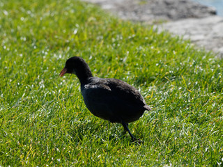 Fulica atra - Foulque macroule picorant dans l'herbe au bord de l'eau
