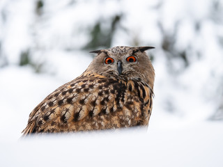 Eurasian eagle-owl (Bubo Bubo) in snowy fores. Eurasian eagle owl sitting on snowy ground. Owl portrait.