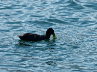 Fulica atra - Foulque macroule se nourrissant d'algues