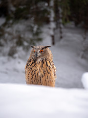 Eurasian eagle-owl (Bubo Bubo) in snowy fores. Eurasian eagle owl sitting on snowy ground. Owl portrait.