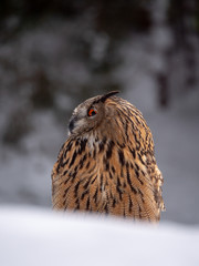 Eurasian eagle-owl (Bubo Bubo) in snowy fores. Eurasian eagle owl sitting on snowy ground. Owl portrait.