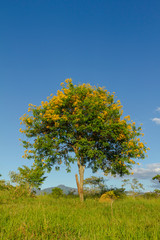 Árvore ipê-mirim em área rural de Guarani, Minas Gerais, Brasil