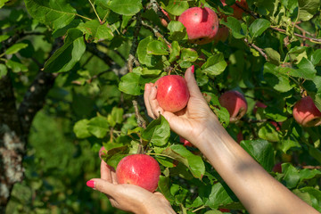 Female hand holds red ripe apples. Concept of harvesting, gardening and agriculture