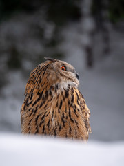 Eurasian eagle-owl (Bubo Bubo) in snowy fores. Eurasian eagle owl sitting on snowy ground. Owl portrait.
