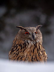 Eurasian eagle-owl (Bubo Bubo) in snowy fores. Eurasian eagle owl sitting on snowy ground. Owl portrait.