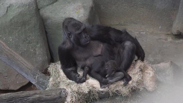 A Mother Gorilla and Her Baby in 4K