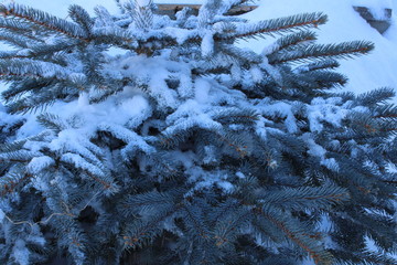 frost on the window. Blue spruce in winter with balls