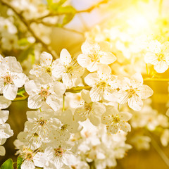 Beautifully blossoming tree branch. Cherry - Sakura and sun with a natural colored background.