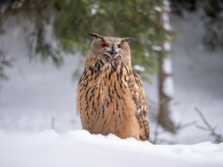 Eurasian eagle-owl (Bubo Bubo) in snowy fores. Eurasian eagle owl sitting on snowy ground. Owl...