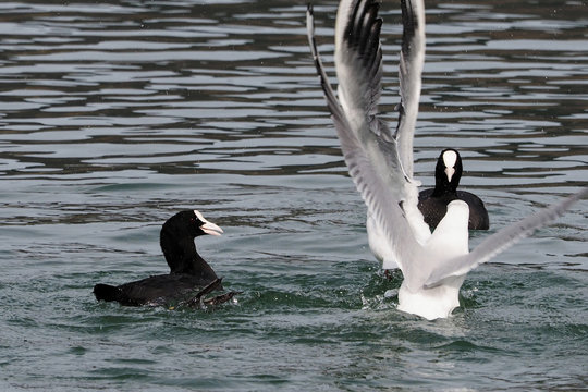 Fulica atra - Foulques macroules en concurence avec des mouettes rieuses