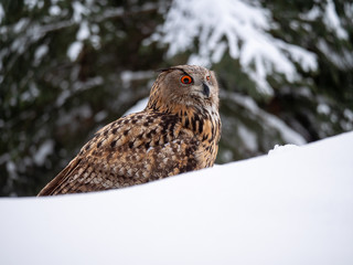 Eurasian eagle-owl (Bubo Bubo) in snowy fores. Eurasian eagle owl sitting on snowy ground. Owl portrait.