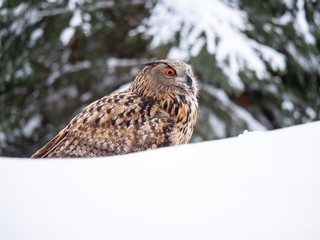 Eurasian eagle-owl (Bubo Bubo) in snowy fores. Eurasian eagle owl sitting on snowy ground. Owl portrait.