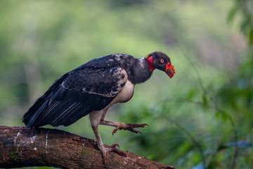 King vulture, Sarcoramphus papa, large bird found in Central and South America. Flying bird, forest in the background. Wildlife scene from tropic nature. Red head bird. Condor with open wing, Panama