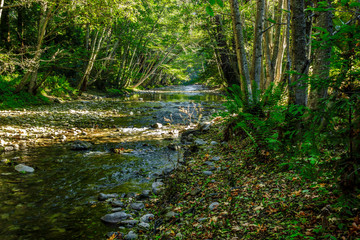Stream in a forest with filtered light coming through the trees
