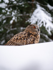 Eurasian eagle-owl (Bubo Bubo) in snowy fores. Eurasian eagle owl sitting on snowy ground. Owl portrait.