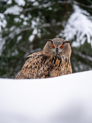 Eurasian eagle-owl (Bubo Bubo) in snowy fores. Eurasian eagle owl sitting on snowy ground. Owl portrait.