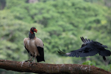 King vulture, Sarcoramphus papa, large bird found in Central and South America. Flying bird, forest in the background. Wildlife scene from tropic nature. Red head bird. Condor with open wing, Panama