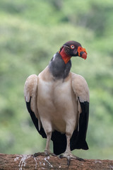 King vulture, Sarcoramphus papa, large bird found in Central and South America. Flying bird, forest in the background. Wildlife scene from tropic nature. Red head bird. Condor with open wing, Panama