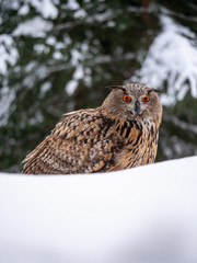 Eurasian eagle-owl (Bubo Bubo) in snowy fores. Eurasian eagle owl sitting on snowy ground. Owl portrait.