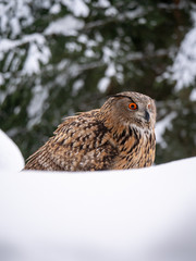 Eurasian eagle-owl (Bubo Bubo) in snowy fores. Eurasian eagle owl sitting on snowy ground. Owl portrait.