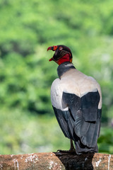 King vulture, Sarcoramphus papa, large bird found in Central and South America. Flying bird, forest in the background. Wildlife scene from tropic nature. Red head bird. Condor with open wing, Panama