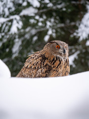 Eurasian eagle-owl (Bubo Bubo) in snowy fores. Eurasian eagle owl sitting on snowy ground. Owl portrait.