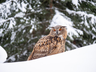 Eurasian eagle-owl (Bubo Bubo) in snowy fores. Eurasian eagle owl sitting on snowy ground. Owl portrait.