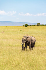 Obraz premium Elephants mother with a newborn calf