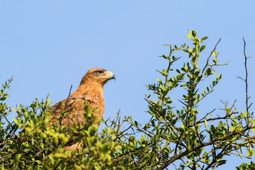 Tawny eagle sitting in a treetop