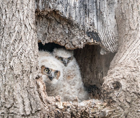 Close-up of two young Great Horned Owls (Bubo virginianus) in tree hollow. 