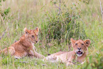 Lion Cubs in the savannah in Africa