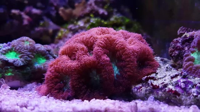 4k video clip of Blastomussa LPS colorful Coral - Blastomussa wellsi
