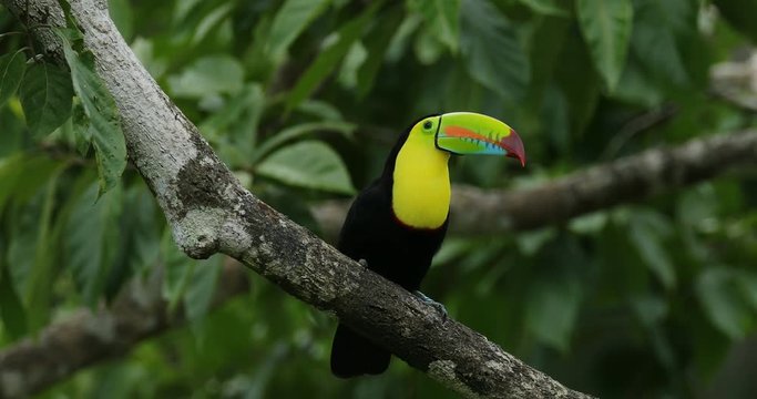 Toucan sitting on the branch in the forest, green vegetation, Panama. Nature travel in central America. Keel-billed Toucan, Ramphastos sulfuratus, bird with big bill. Wildlife Costa Rica.