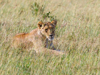 Wild Lioness lying down in the grass at the savanna and looking at camera