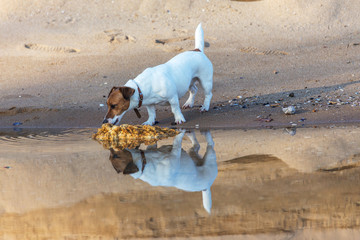 Little beautiful funny dog ​​Jack Russell Parson Terrier enthusiastically and cheerfully plays...