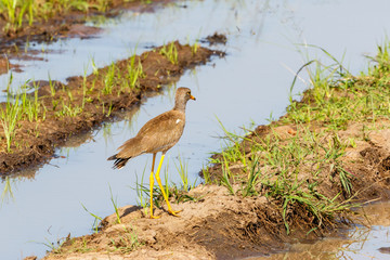 Wattled lapwing walking at a mudflats